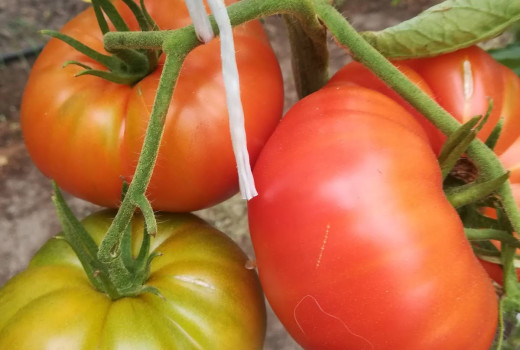 Tomātiņu bums 2020