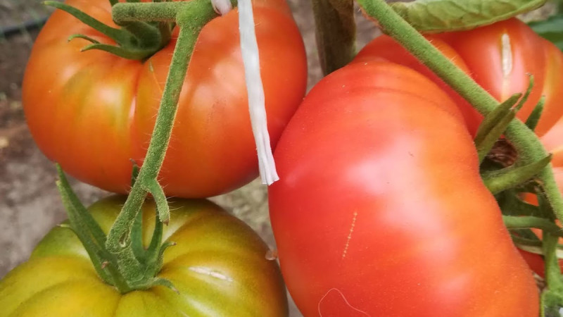 Tomātiņu bums 2020