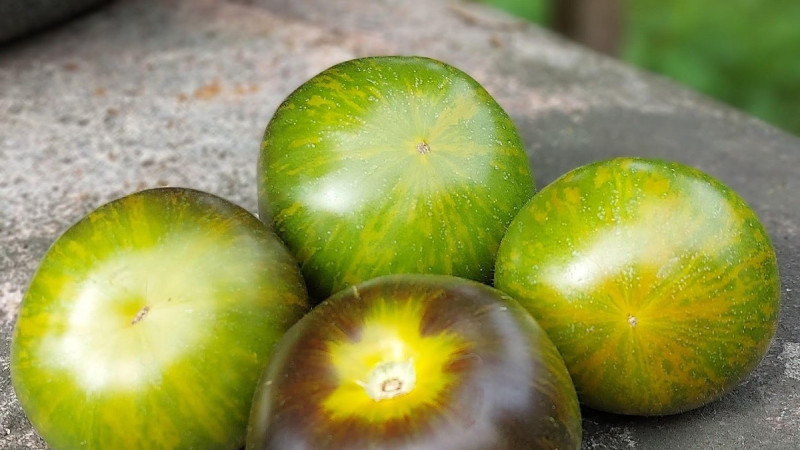 Jaunās šķirnītes drīz!!!