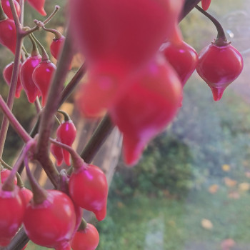 Biquinho Vermelho sarkanais asais pipars