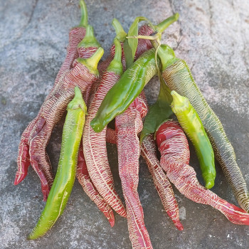 Ziloņa snuķis asais pipars