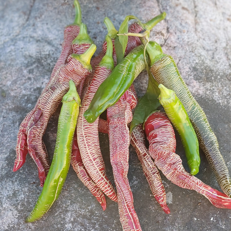 Ziloņa snuķis asais pipars