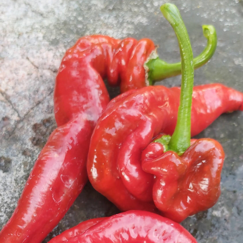 Moldāvu līkais saldā paprika