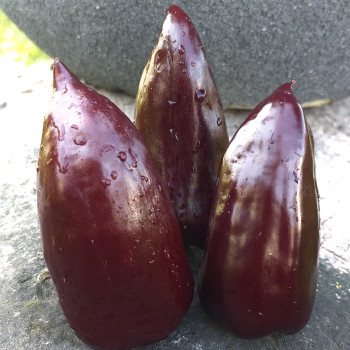 Čigānu barons saldā paprika