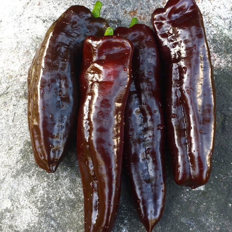 Daiļā šokolāde saldā paprika