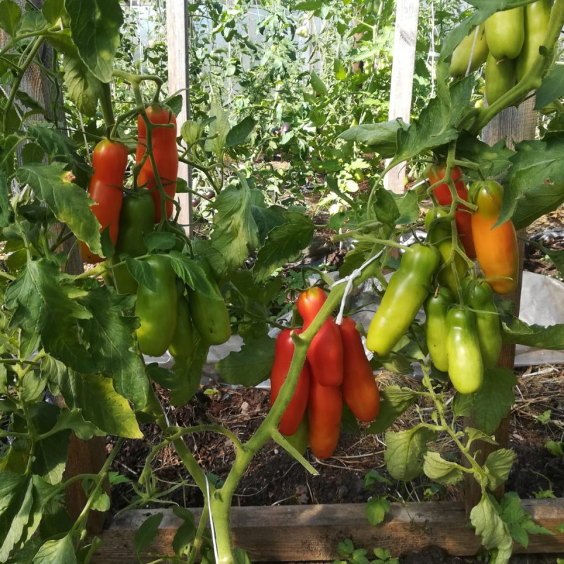 Dāmu prieks (Eross)